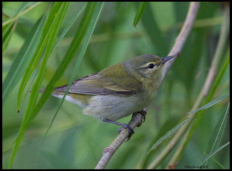 _6SB0821tennessee warbler.jpg